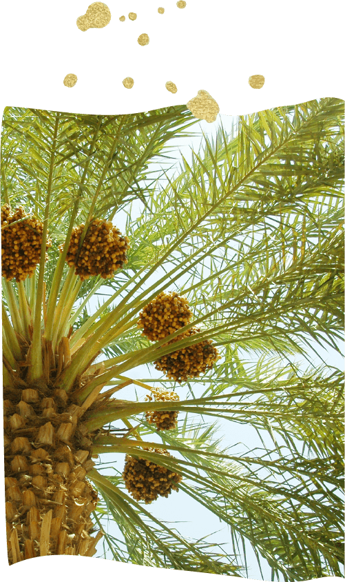 Plam Trees with dates